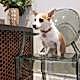 Veterinary Interior Design Service